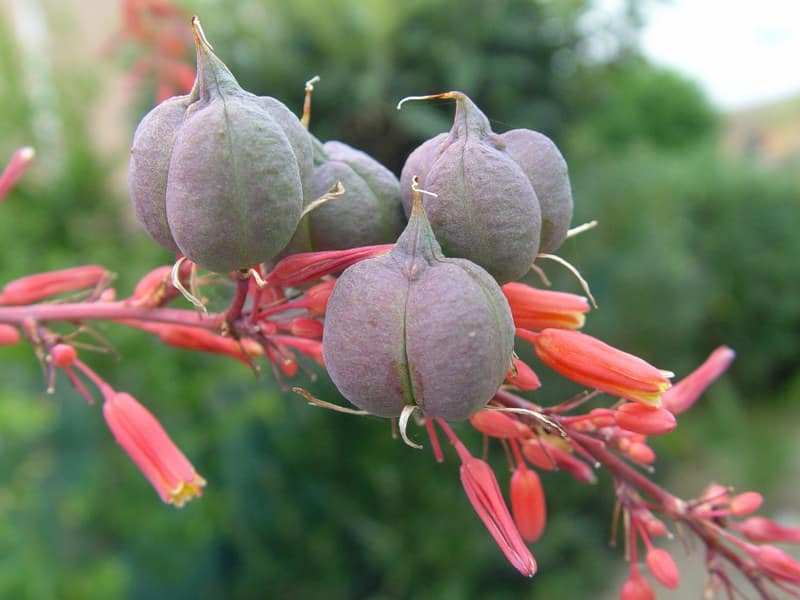 Hesperaloe parvifolia - aout 2013