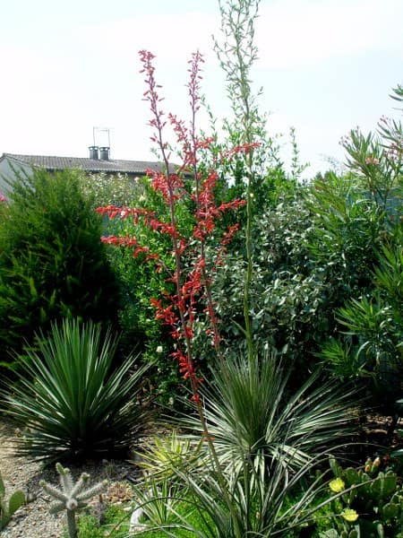 Hesperaloe sp - juillet 2013