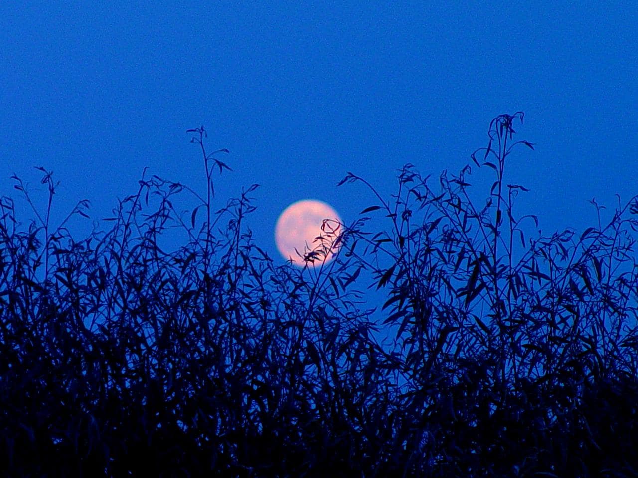Moonrise @Exotica Tolosa - juillet 2013