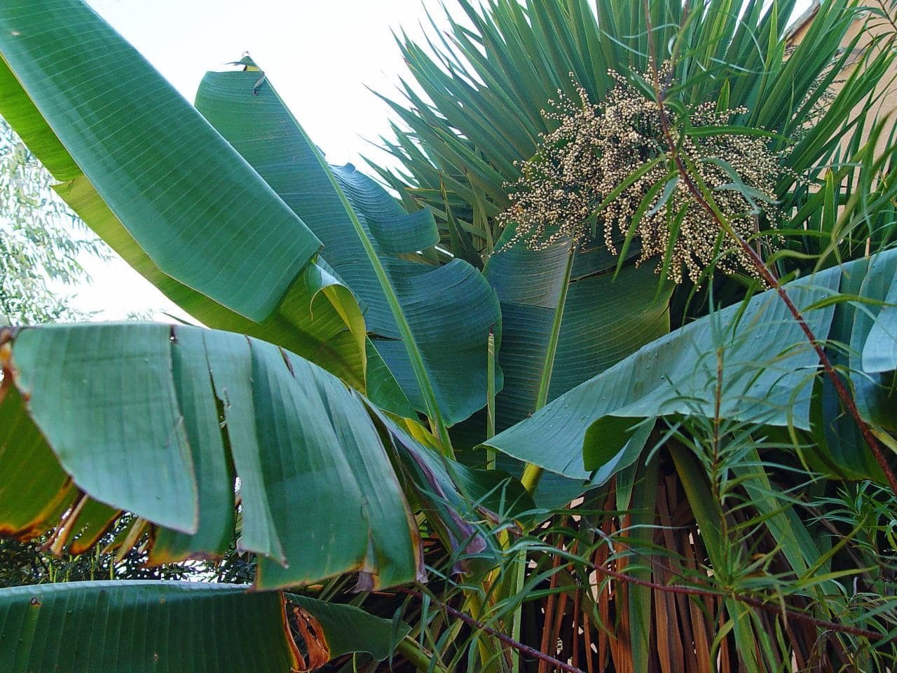 La zone de plantes humifères