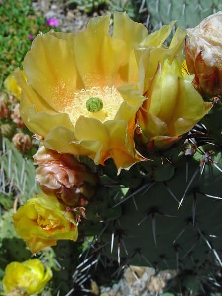 Opuntia phaeacantha 'mojavensis' -  juillet 2013