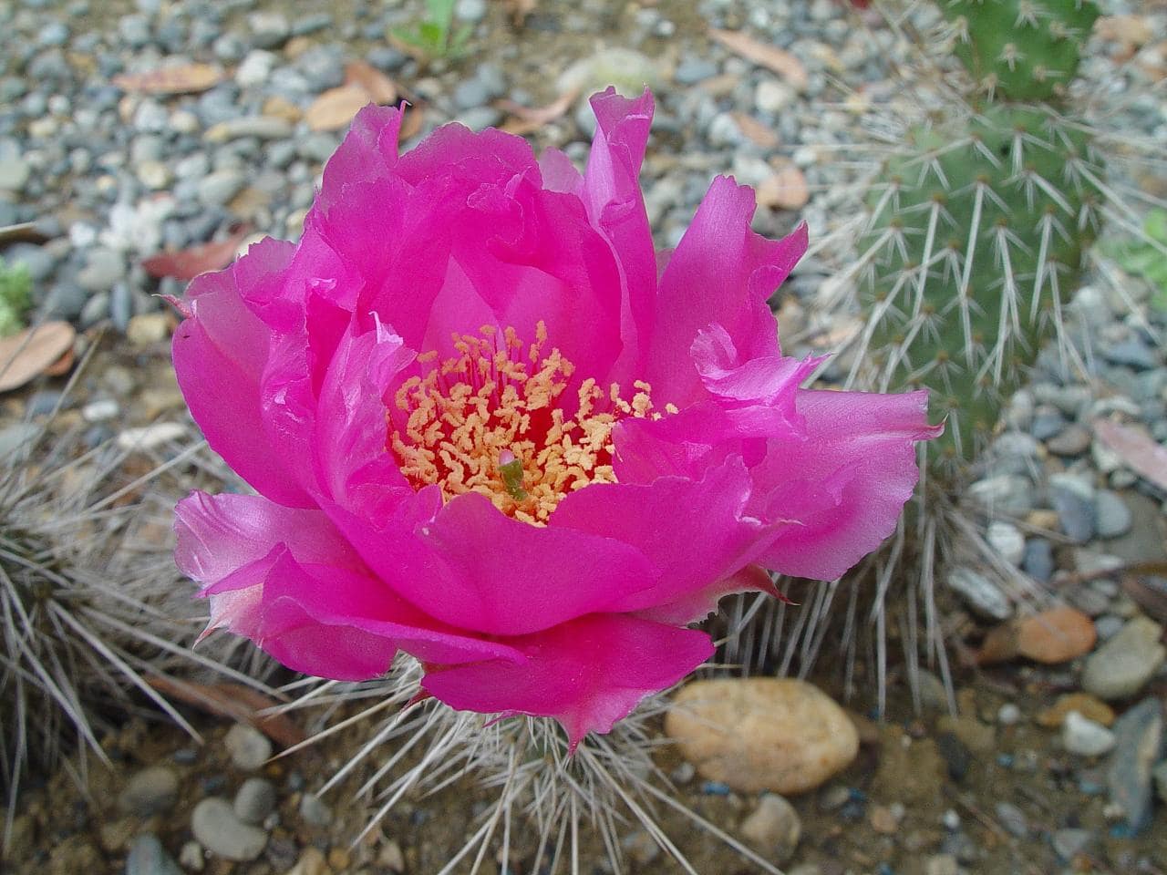 Opuntia phaeacantha var. utahensis - juin 2012