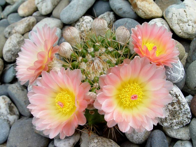 Parodia mammulosa var. wesley