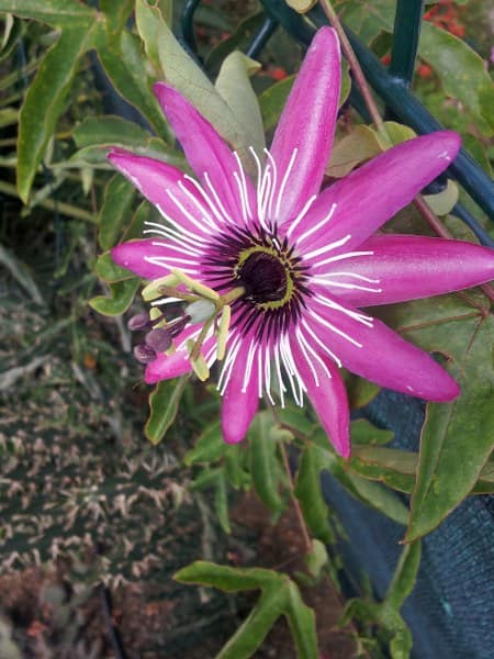 Passiflora X 'Victoria' - sept 2013