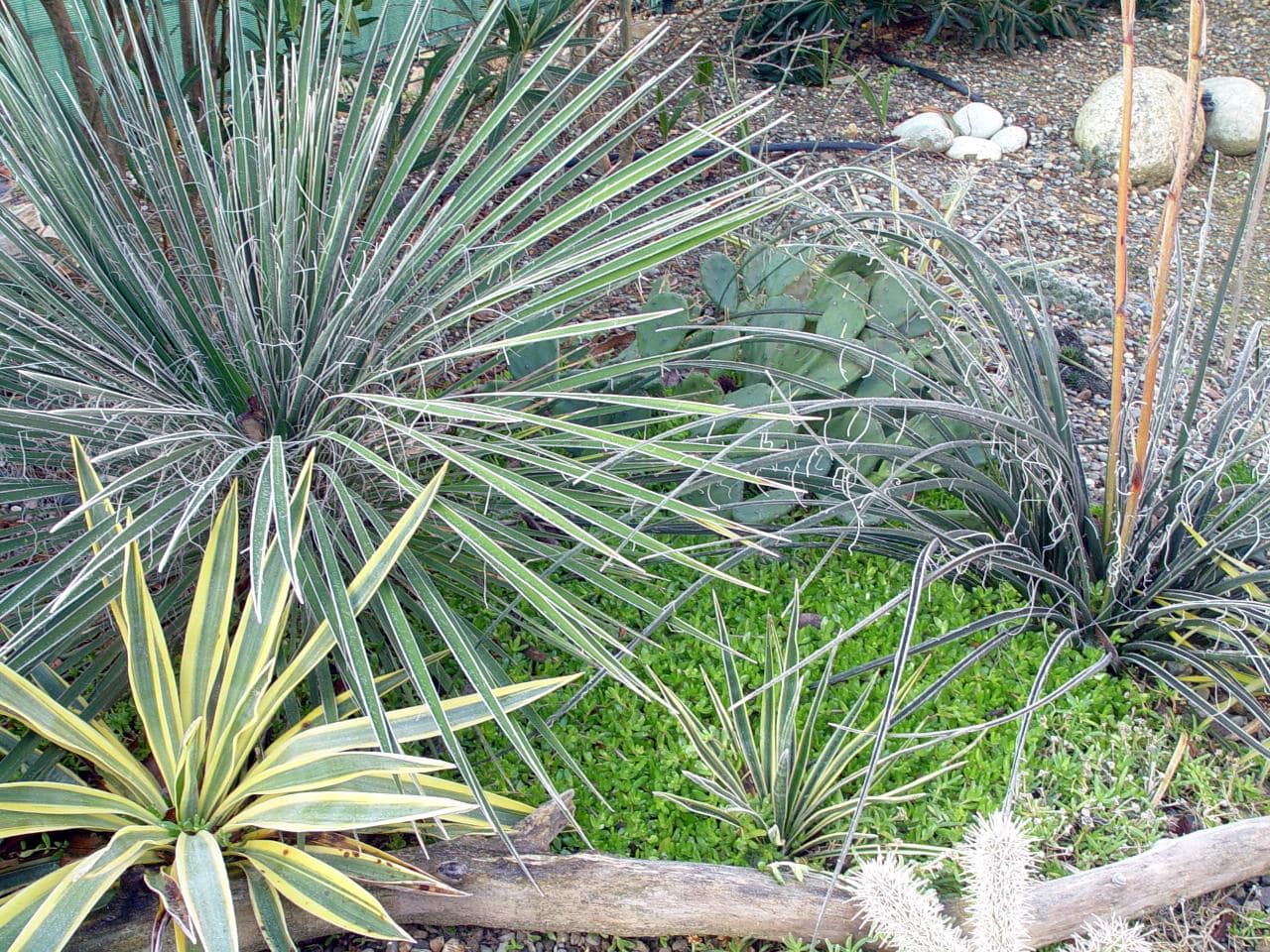 Plantes succulentes - exotica tolosa - dec 2012
