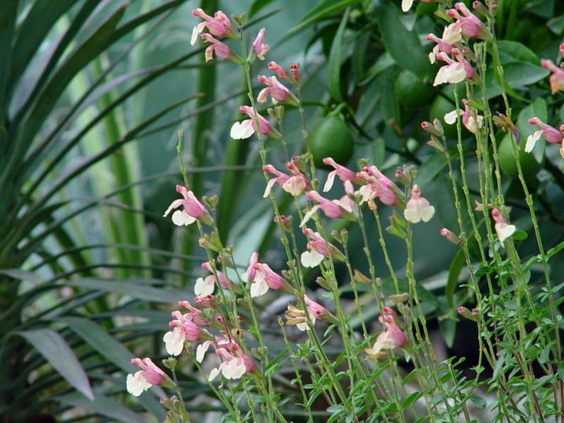 Salvia jamensis 'San antonio' - oct 2013