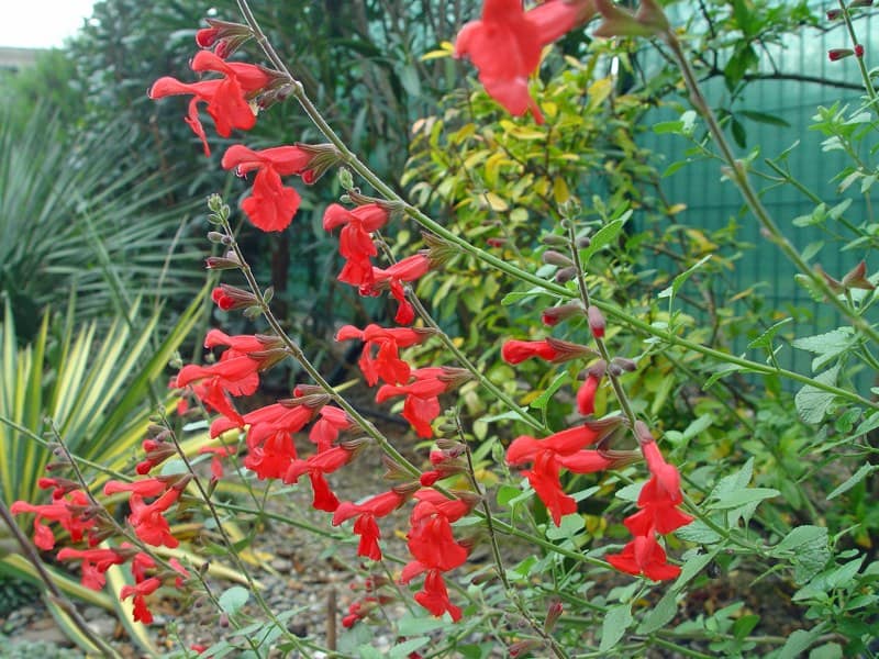 Salvia X 'silke's dream' - oct 2013