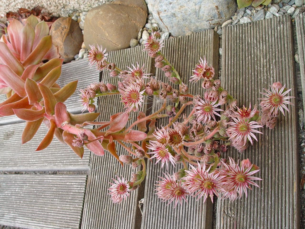 Sempervirum X 'Othello'