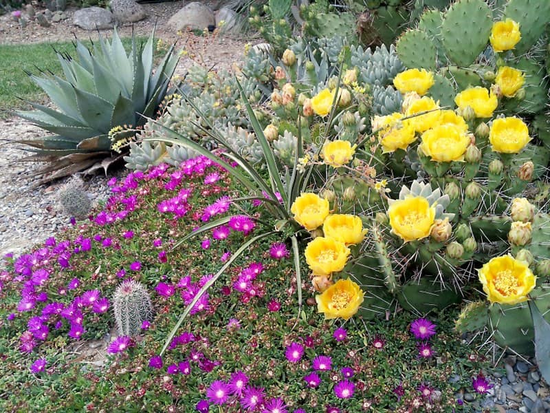 Exotica tolosa juin 2015