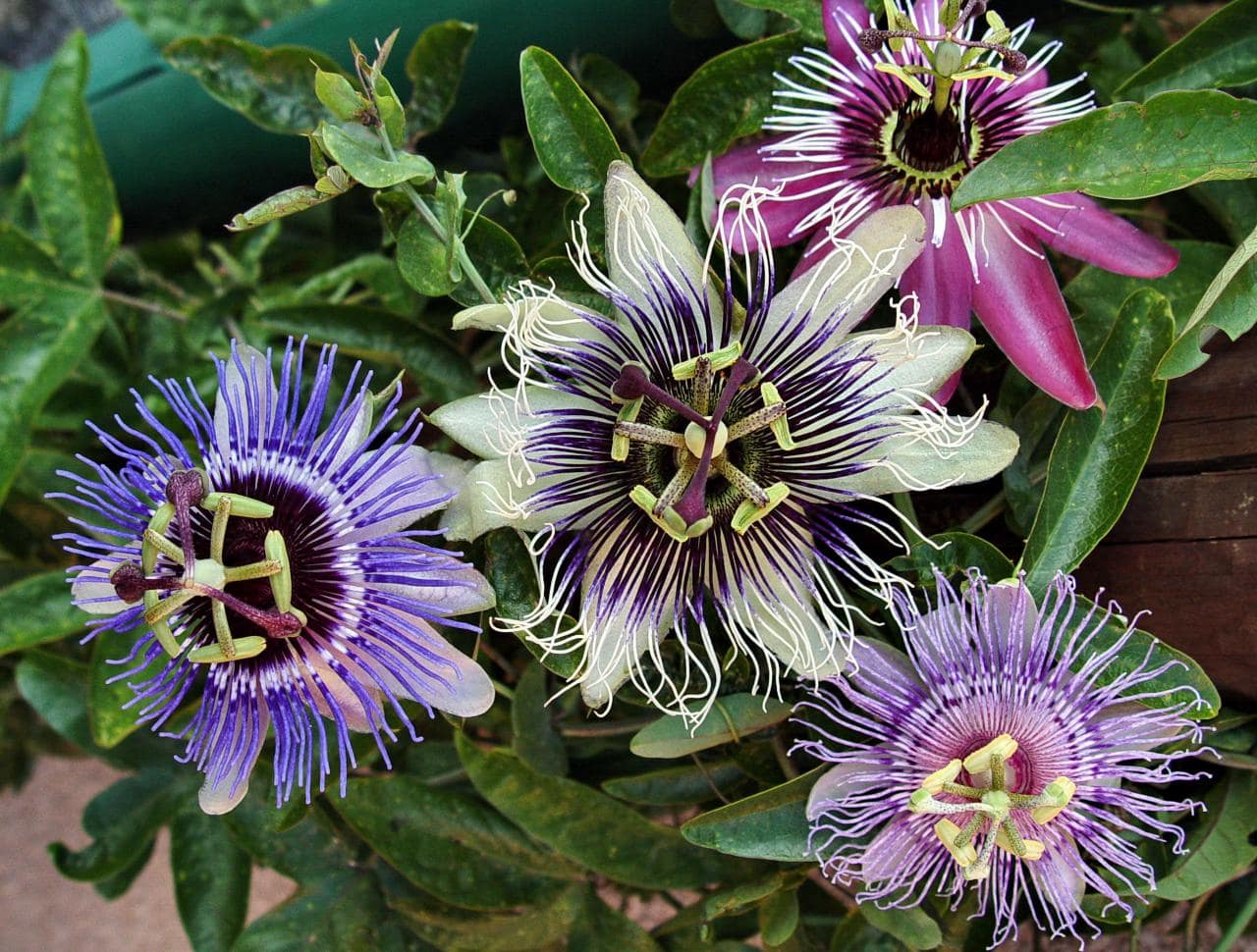Blue Garden (Exotica Tolosa)