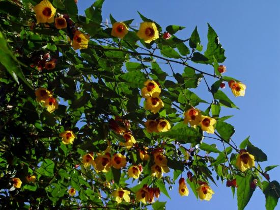 Abutilon X 'kentish belle'- oct 2013