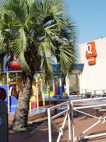 Butia yatay - Blagnac