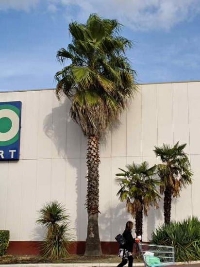 Washingtonia et Trachycarpus -Cte cial Portet sur Garonne