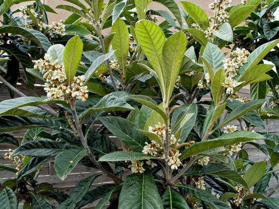 Eriobotrya japonica