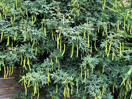 Fructification typique de Senna corymbosa