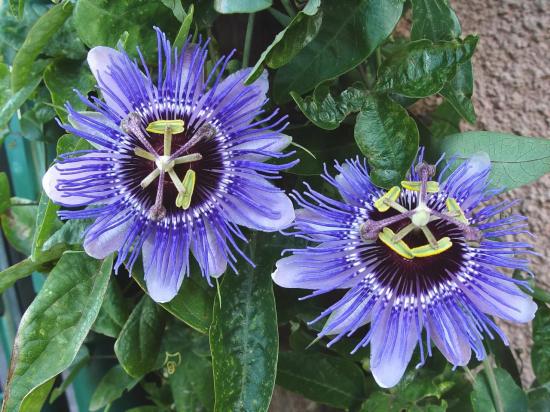 Passiflora 'purple haze'