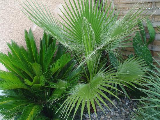 Washingtonia filibusta perdu lors de l'hiver 2012