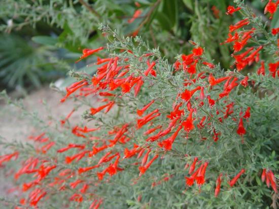 Epilobium canum 'western hills'