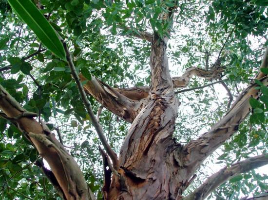 Eucalyptus hybride (X parvula) - oct 2013