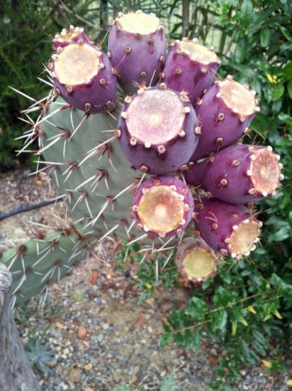 Opuntia mojavensis - sept 2013