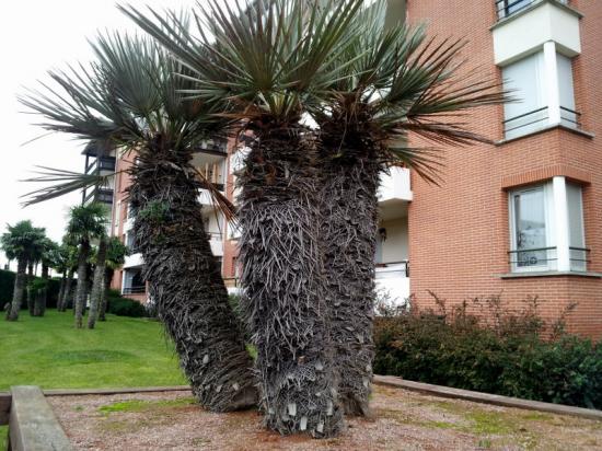 Trithrinax campestris - quartier des Arènes - janv 2014