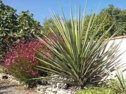 Yucca baccata