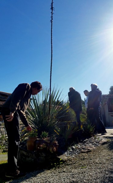 Agave stricta inflorescence
