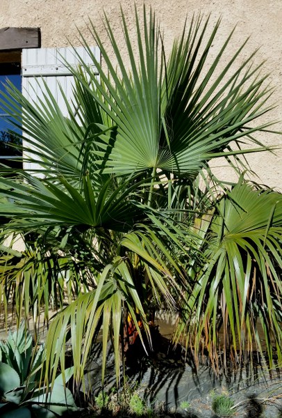 Brahea aculeata