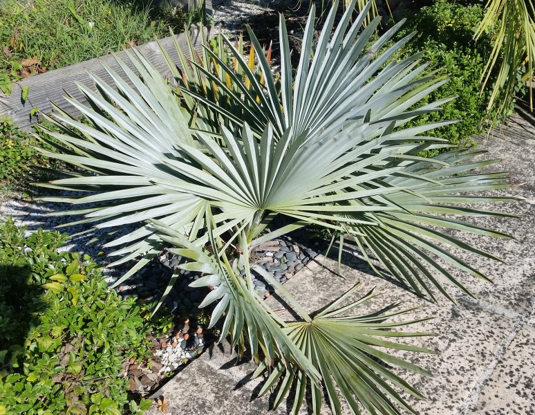 Brahea decumbens