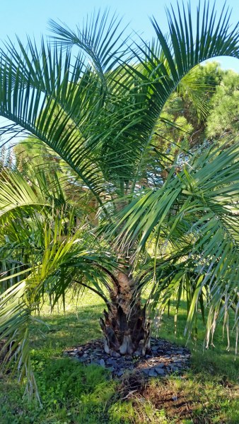 Butia eriospatha x syagrus santa catarina