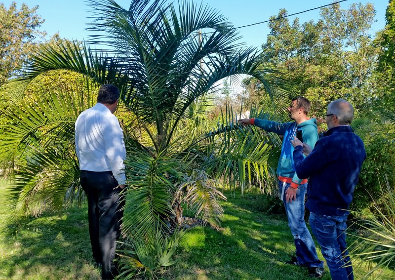 Butia eriospatha x syagrus santa catarina