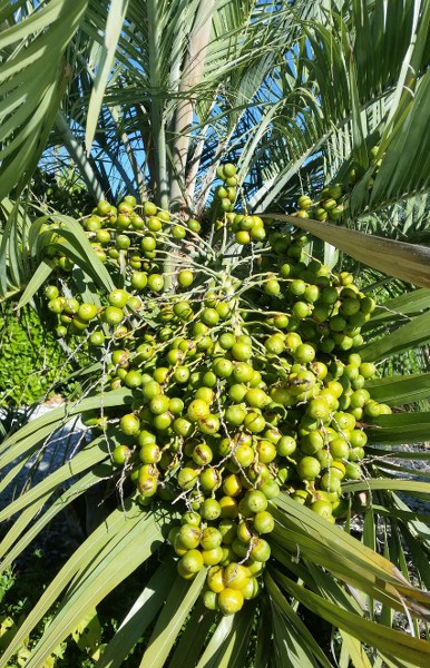 Butia odorata fructification