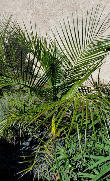 Butia paraguayensis x parajubea cocoides