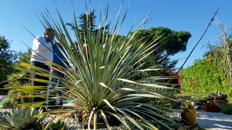 Dasylirion wheeleri