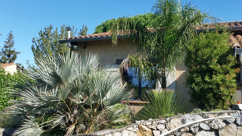 Jardin aloha vue palmiers maison