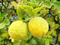 poncirus-trifoliata-exotica-tolosa-800x600.jpg